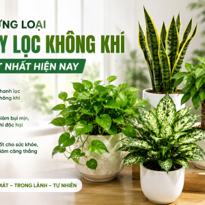 nhung-loai-cay-loc-khong-khi-tot-nhat-hien-nay-giup-khong-gian-luon-trong-lanh