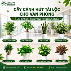 cay-canh-hut-tai-loc-cho-van-phong-nhung-loai-cay-duoc-ua-chuong-nhat-hien-nay