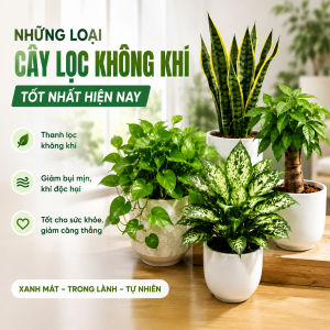 nhung-loai-cay-loc-khong-khi-tot-nhat-hien-nay-giup-khong-gian-luon-trong-lanh