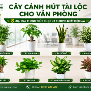 cay-canh-hut-tai-loc-cho-van-phong-nhung-loai-cay-duoc-ua-chuong-nhat-hien-nay