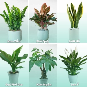 cay-canh-long-an-khong-gian-xanh-hoan-hao-cho-moi-ngoi-nha