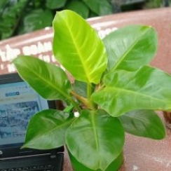 Trầu Bà Dế Vương Để Bàn