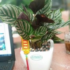 Đuôi Công Để Bàn