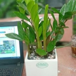 Kim Phát Tài Để Bàn