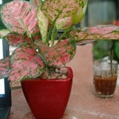 Vạn Lộc Để Bàn