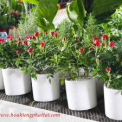 Chậu Hồng Tỷ Muội