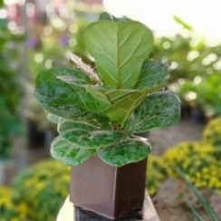 Bàng Singapo Để Bàn