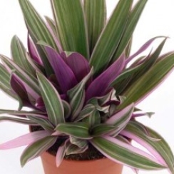 Bẩy Sắc Cầu Vòng