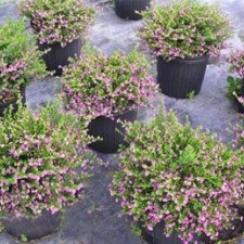 Cẩm tú Mai Cây công Trình