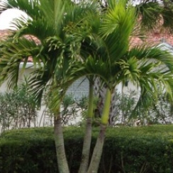 cau Bụng. cau Trắng