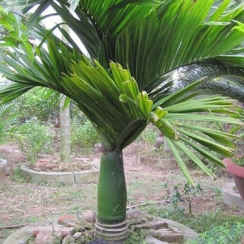 Cây Cau Lùn, cau Hương