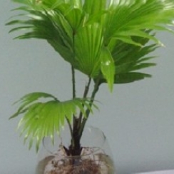 CỌ Ta Trong Nước