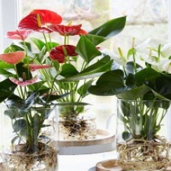 Hồng Môn Thủy sinh