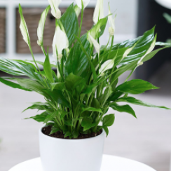 Lan Ý Thái Để Bàn