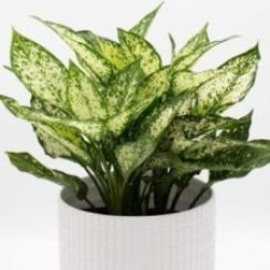 Cây Ngọc Ngân Để bàn