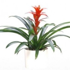 Dứa Cảnh Nến Để Bàn