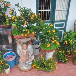 Cây Quất, Tắc Mini