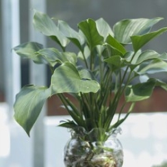 Thanh Tâm Trong Nước