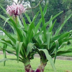 Cây Đại Tướng Quân