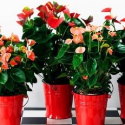 Hồng Môn Để Bàn