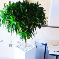 Trúc bách hợp nội thất