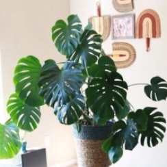 Mua Bán Trầu Bà Nam Mỹ lá xẻ