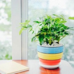 Ngũ Da Bì Để Bàn