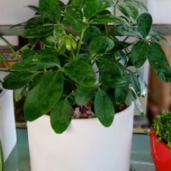 Ngũ Gia Bì Để Bàn