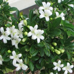 Cây Nguyệt Quế Giống