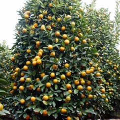 Cây Quất, Cây Tắc