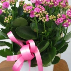 Chậu Cây hoa Sống Đời Tặng Thầy Cô