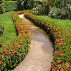 Cây Bông Trang Công Trình