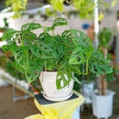 Trầu Bà Lỗ Để Bàn