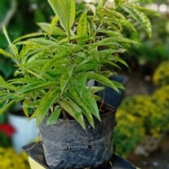 Trúc Nhật Vàng Để Bàn