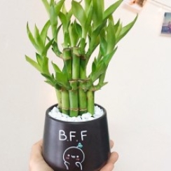 Trúc Phát Tài Để Bàn